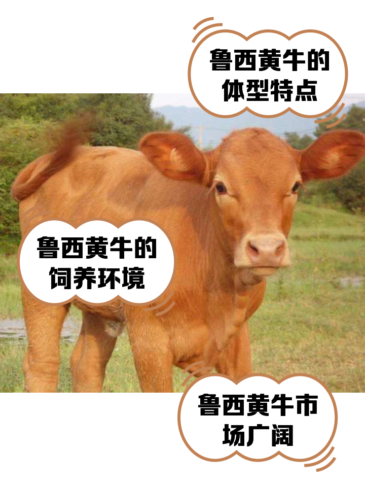 乐清最新医保取现黄牛方法分析(最方便真实的乐清医保取现黄牛怎么取方法)